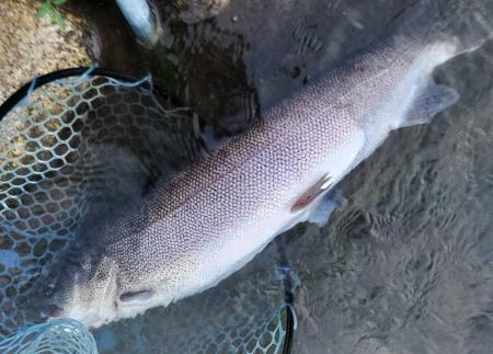 三連休直後は釣れるのか ～フィシングパーク高島の泉～